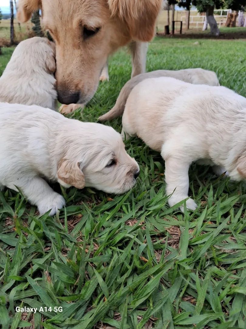 Golden Retriever com procedência  - Foto 3