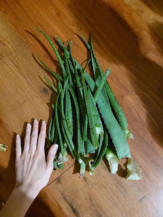 DOAÇÃO Folhas de babosa