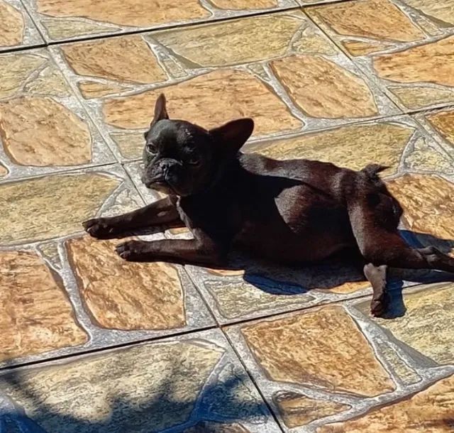 Bulldog francês 