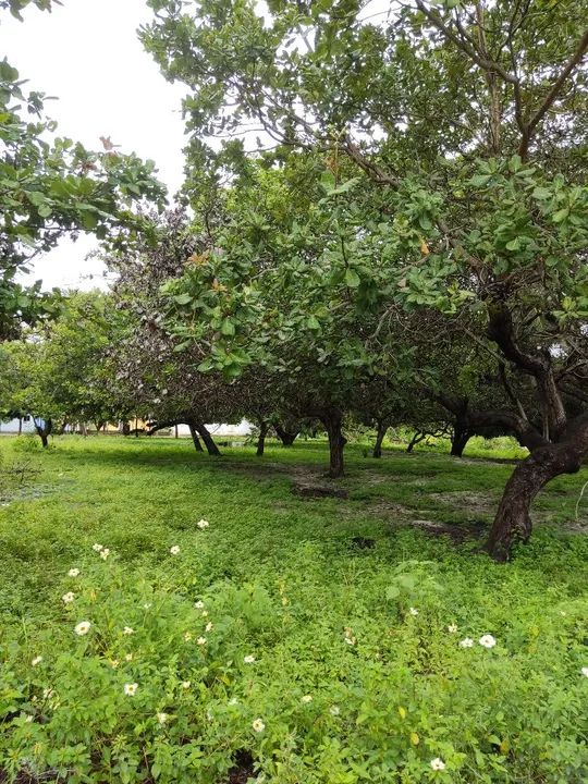 Terreno para sitio de esquina 2 frentes muita plantação de frutas, plano perto Açude Mal c - Foto 9