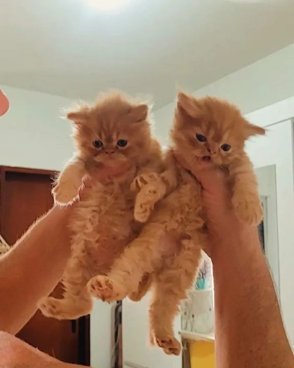 GATOS PERSAS MARAVILHOSOS!!! - Foto 2