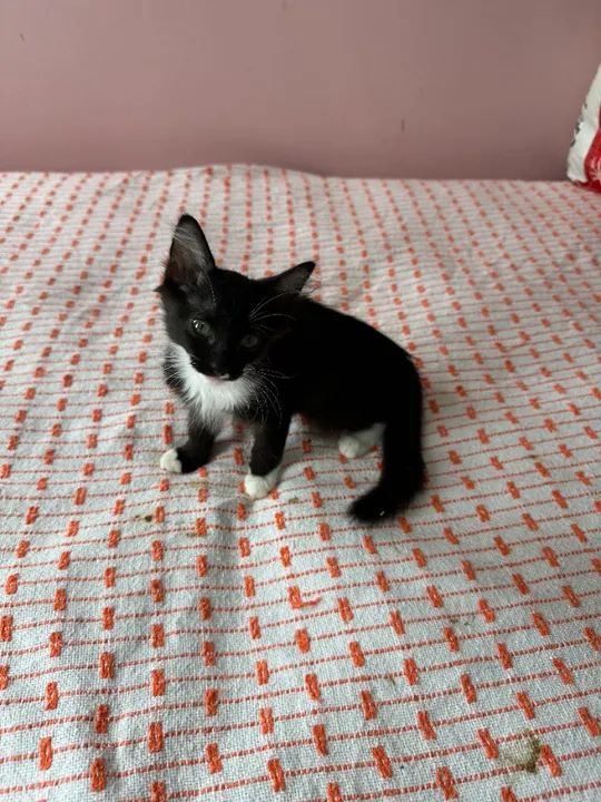 lindos filhotes castrados - Foto 3