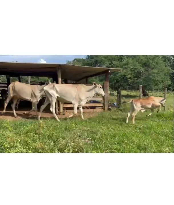 10 Vacas Paridas  - Foto 5