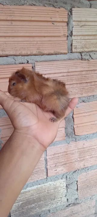 Vendo porquinho da Índia  - Foto 2