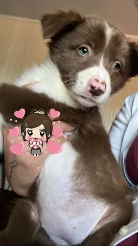 Machos na cor chocolate ? *