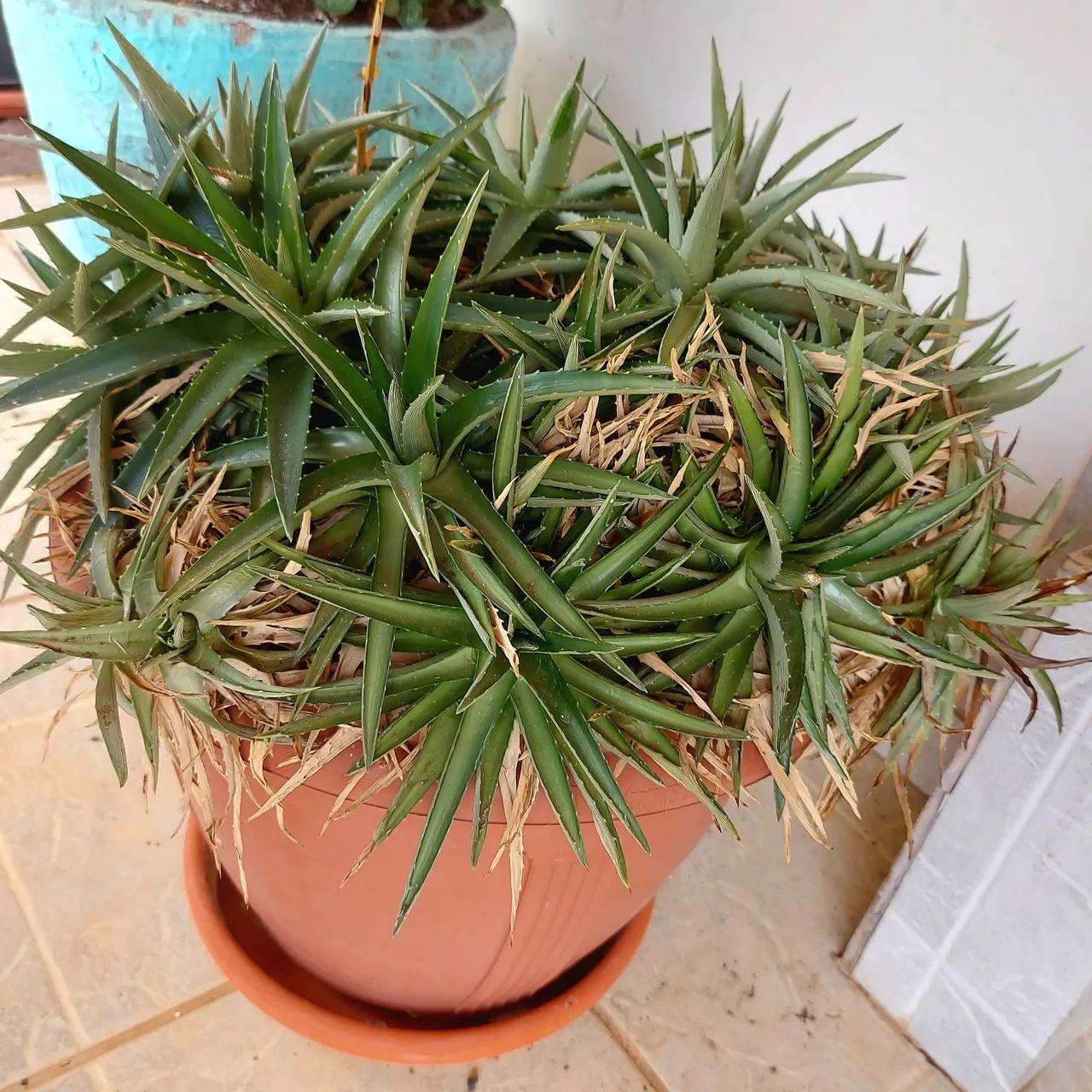 Dyckia brevifolia - Cacto - Suculenta - Foto 6