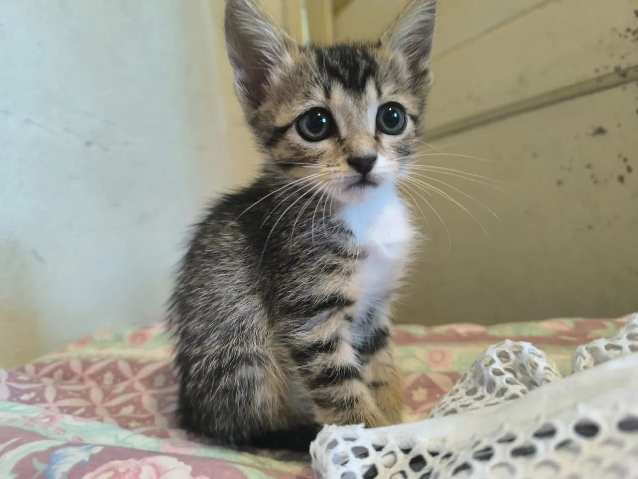 Adoção Responsável