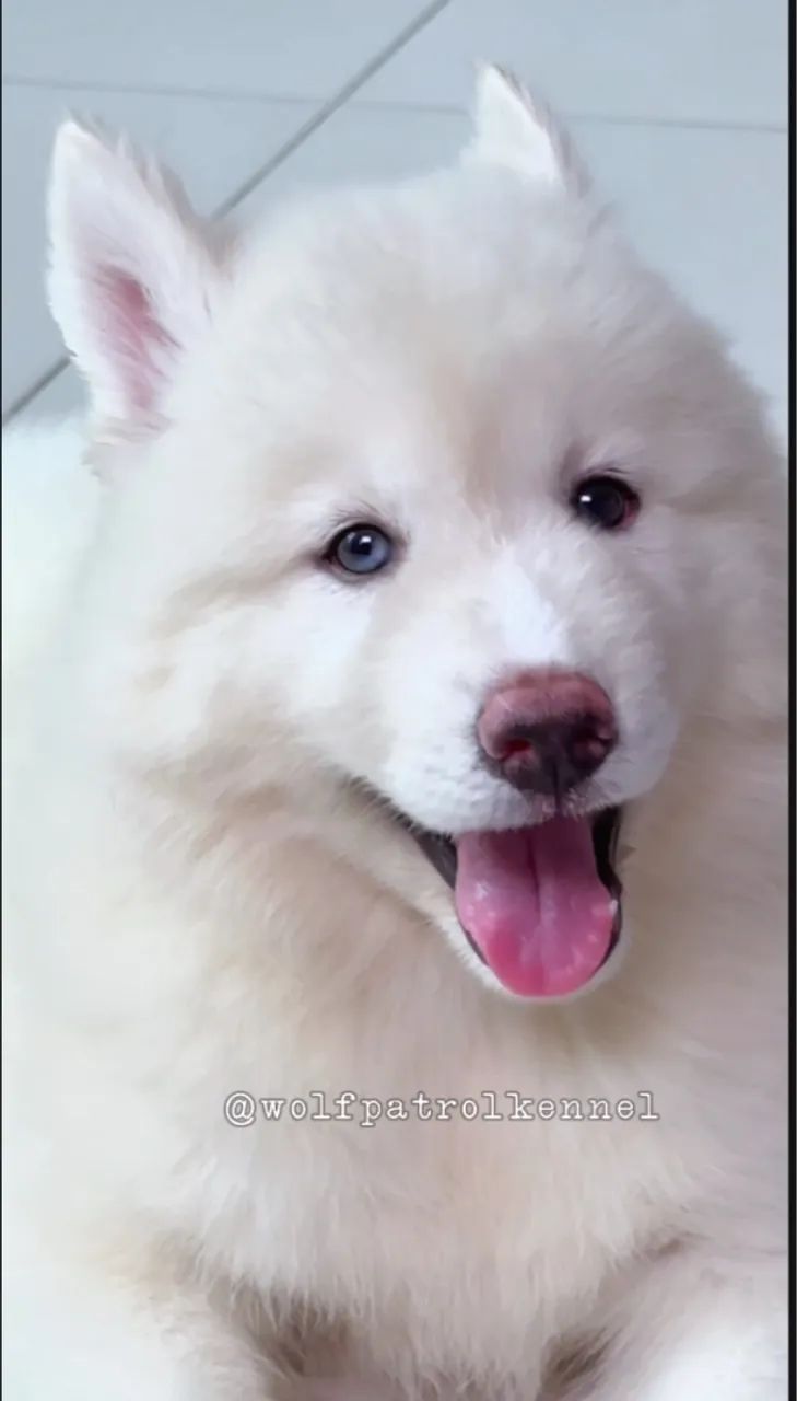 Husky Siberiano Wooly - Fêmea com Pedigree - Oferta Imperdível  - Foto 5