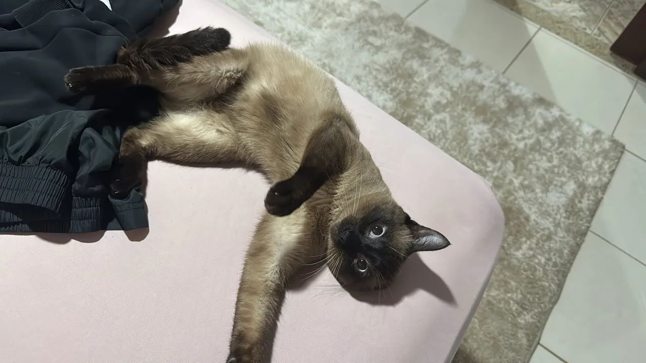 Gatinho Siamês para Adoção - Foto 4