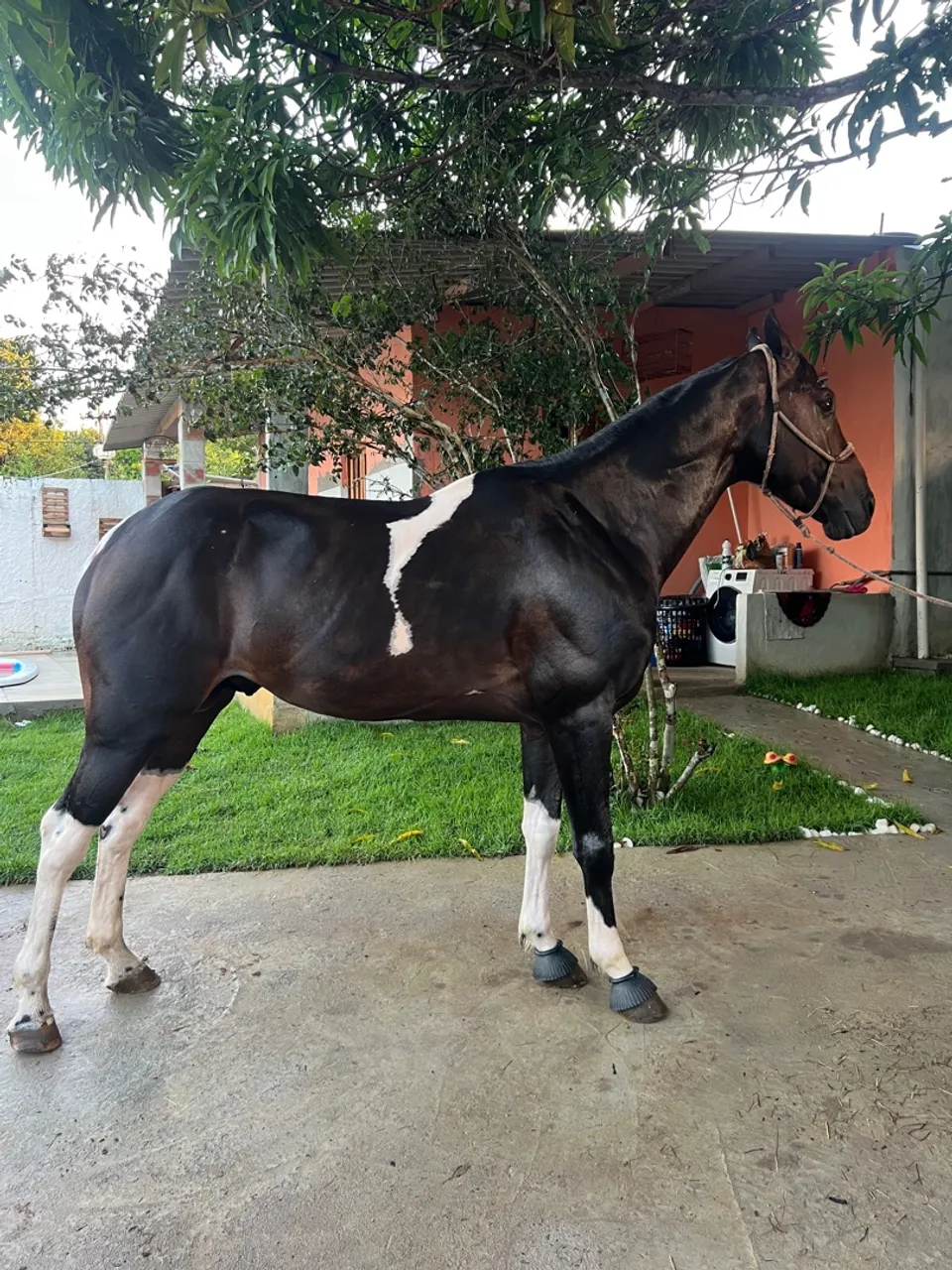 Cavalo Paint Horse: Beleza e Força!