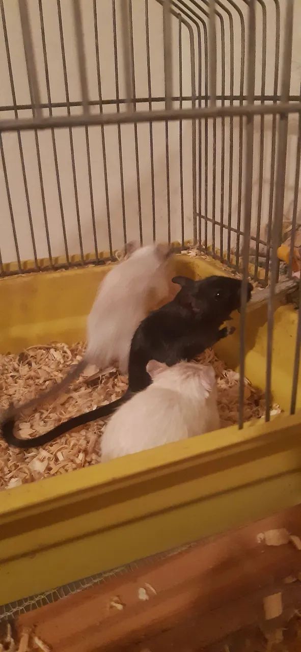 Filhotes de gerbil machos