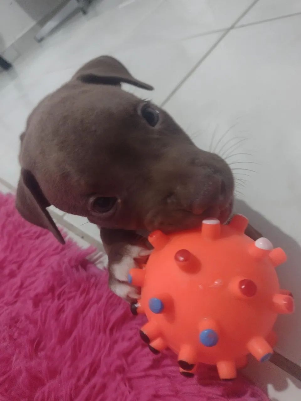 Filhote de Pitbull - Foto 3