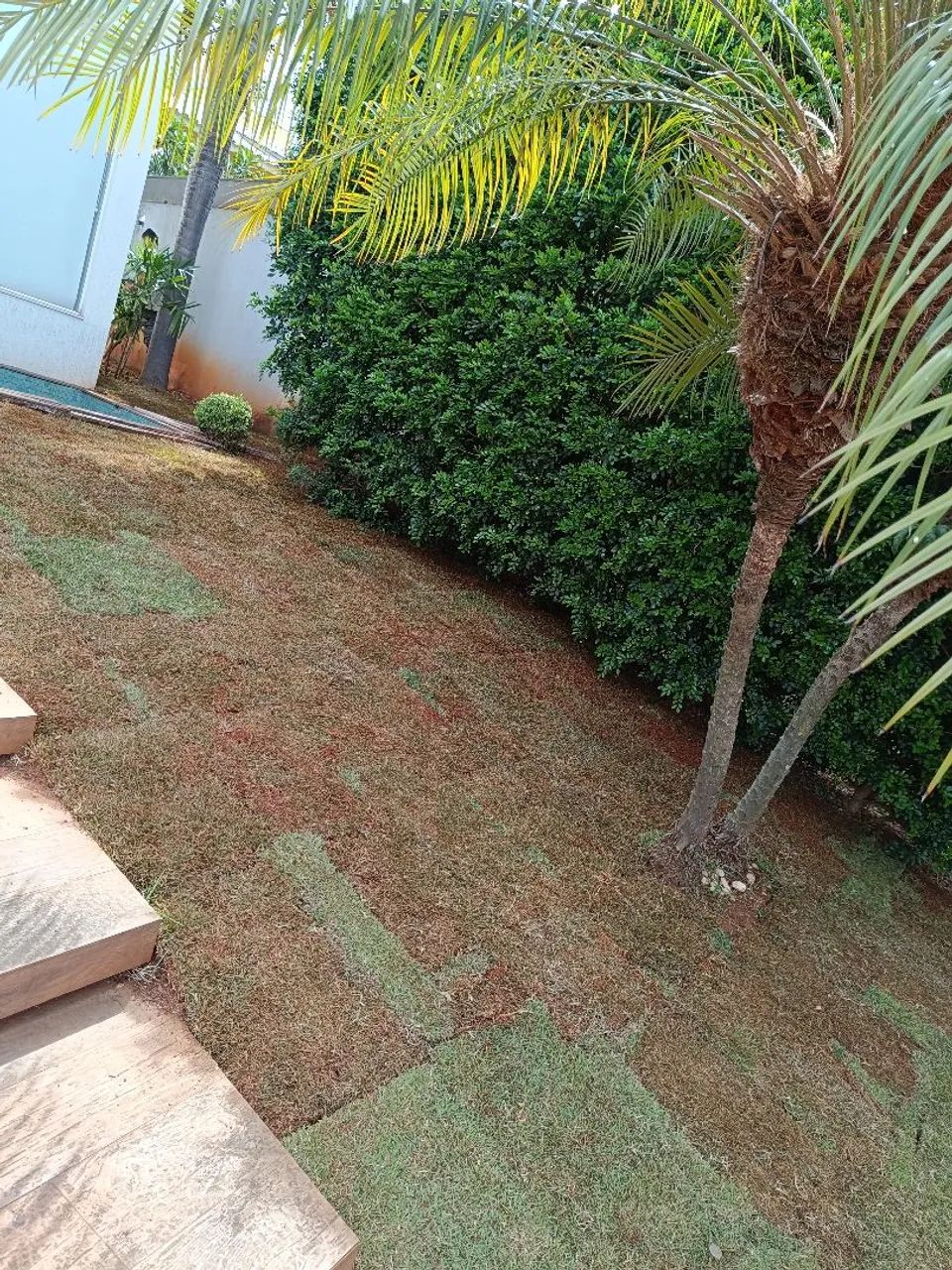 Império Grass! Gramas De Qualidade  - Foto 5