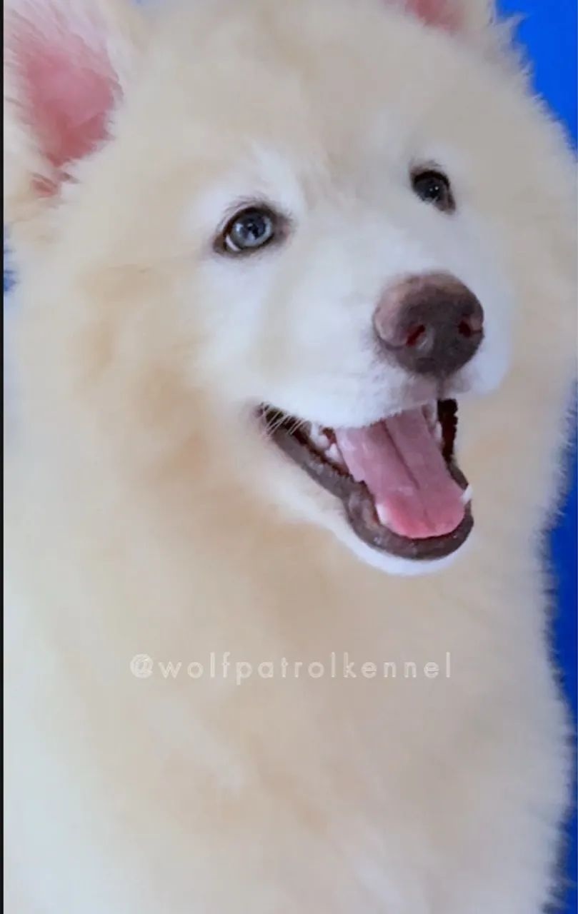 Husky Siberiano Wooly - Fêmea com Pedigree - Oferta Imperdível  - Foto 4