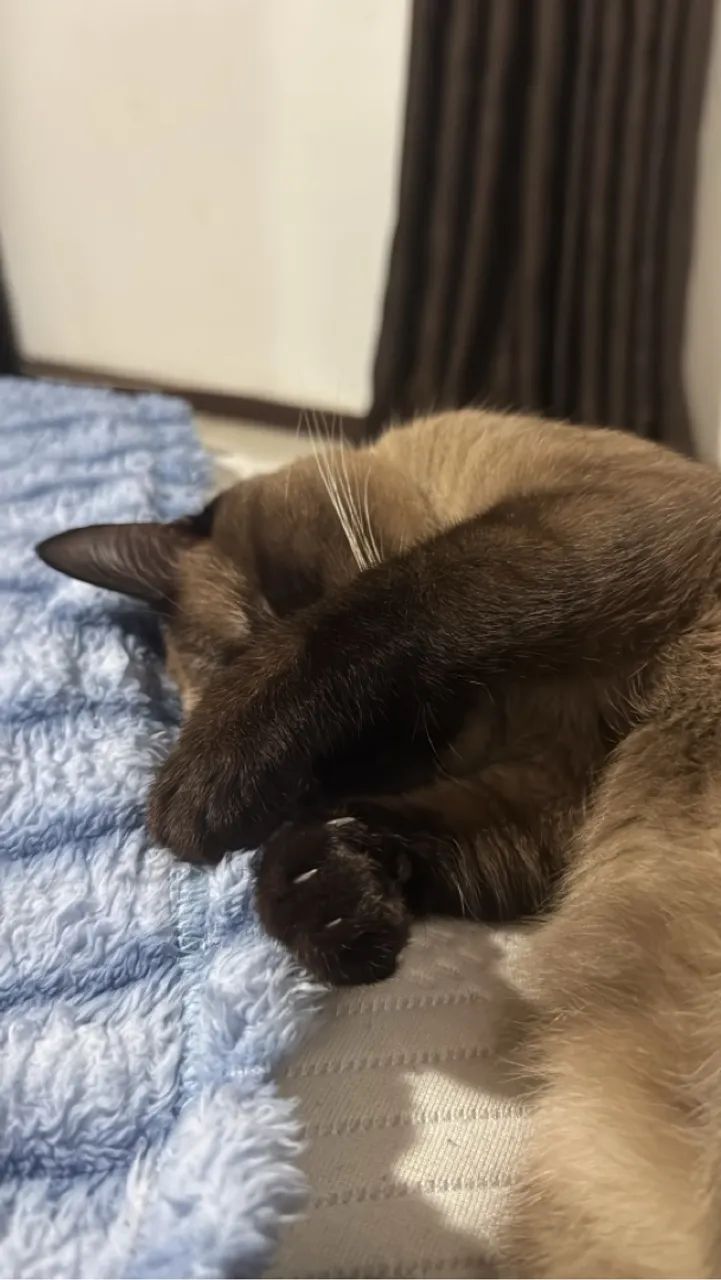 Gatinho Siamês para Adoção