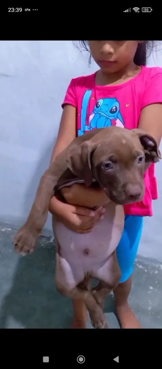 Filhote de Pitmonster  - Foto 6