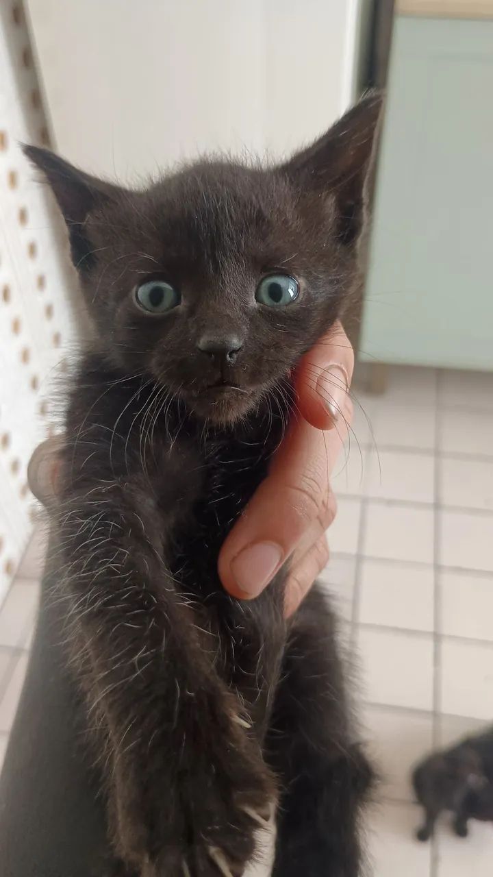 Gatos para doação  - Foto 2