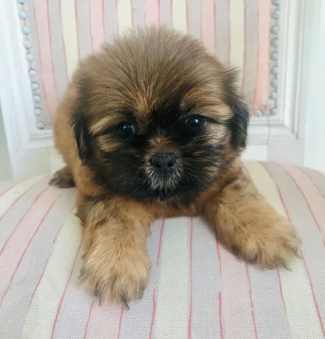 venda de filhote - Foto 2