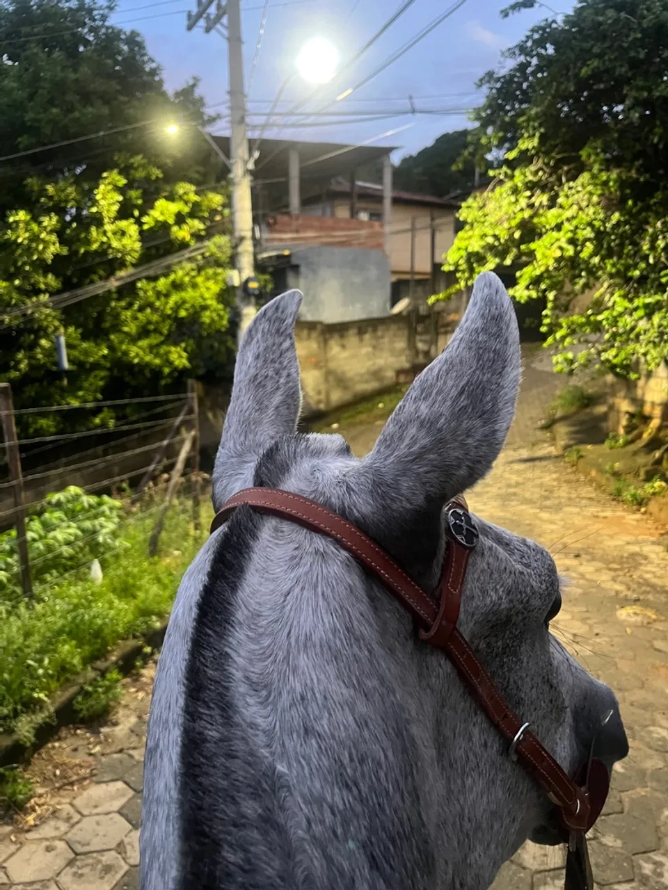 Égua mangalarga marchador