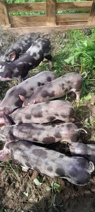  porco novo  - Foto 6