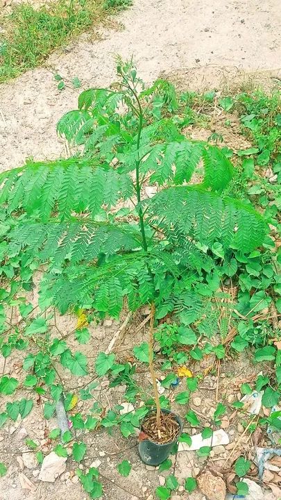 Vendo mudas de Jacarandá Mimoso  - Foto 2