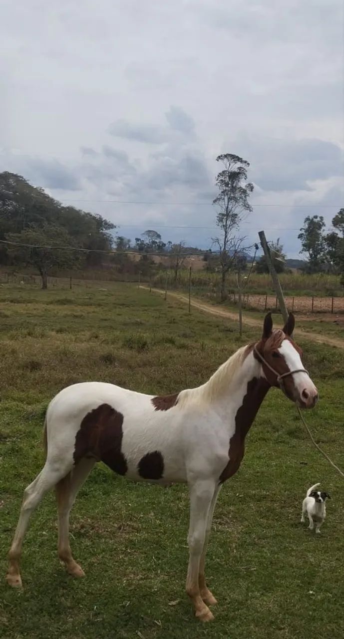 Vende-se potro mangalarga marchador com registro  - Foto 5