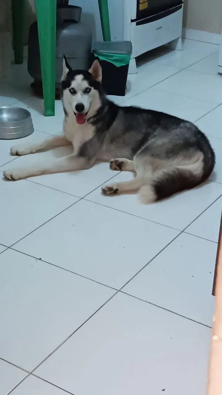 Filhote de Husky Siberiano, 1 mês de idade. Olhos azuis  - Foto 4