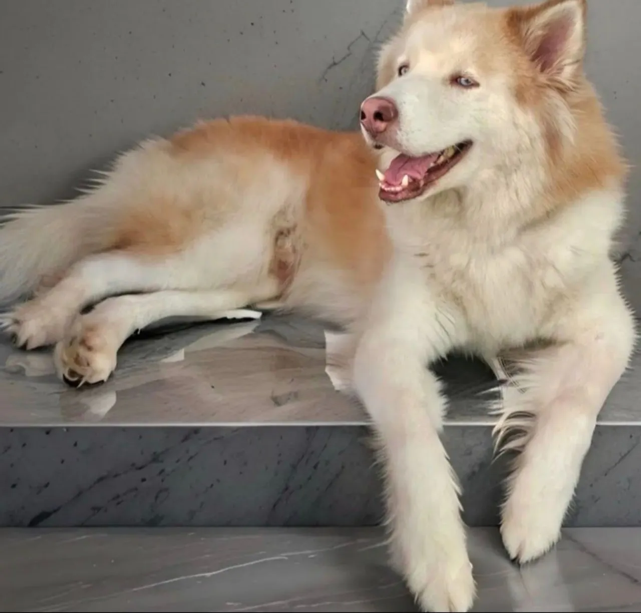 Husky Siberiano - Disponível para cobertura