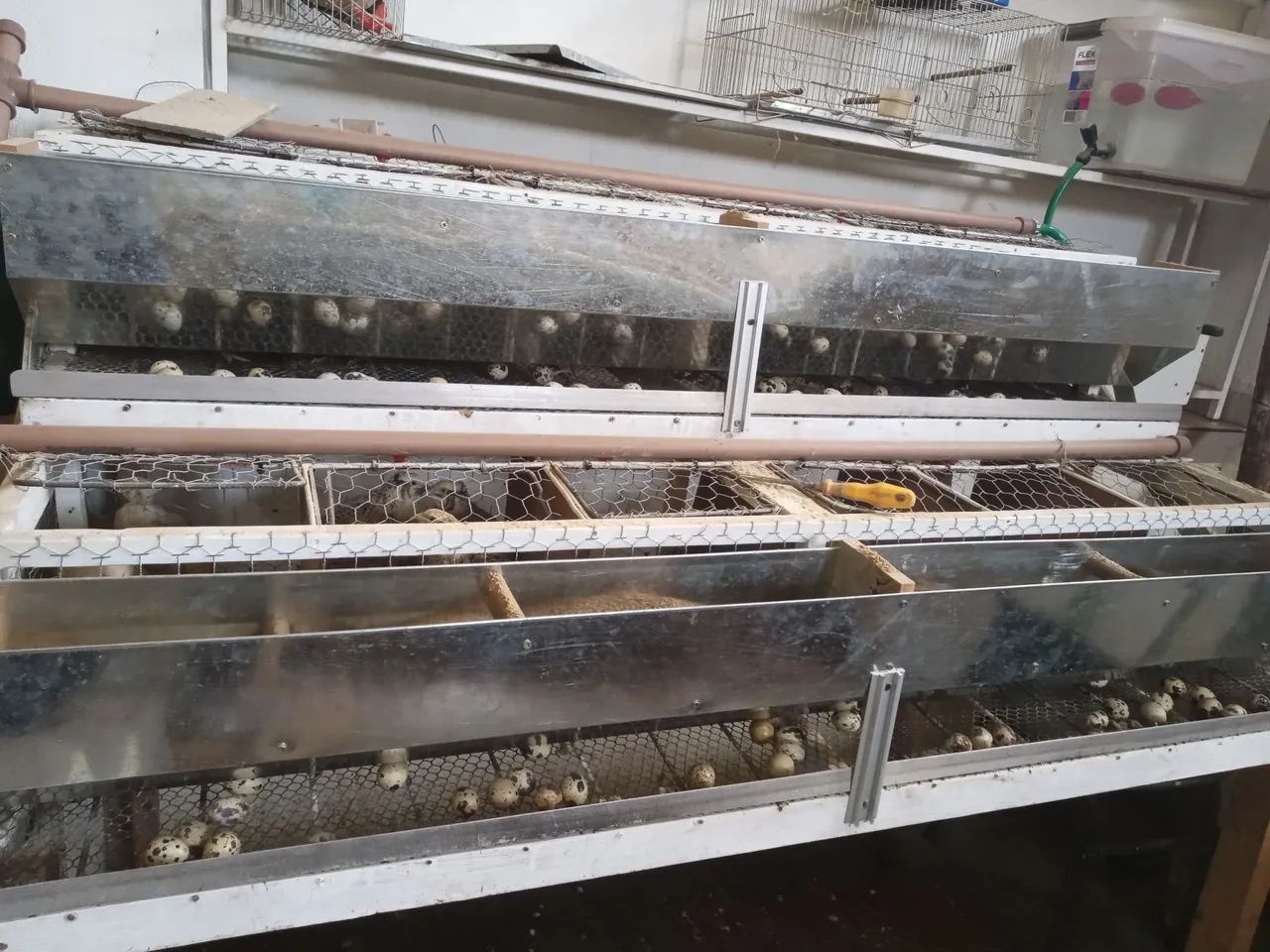 Ovos férteis / ovos galados codornas gigantes  - Foto 4