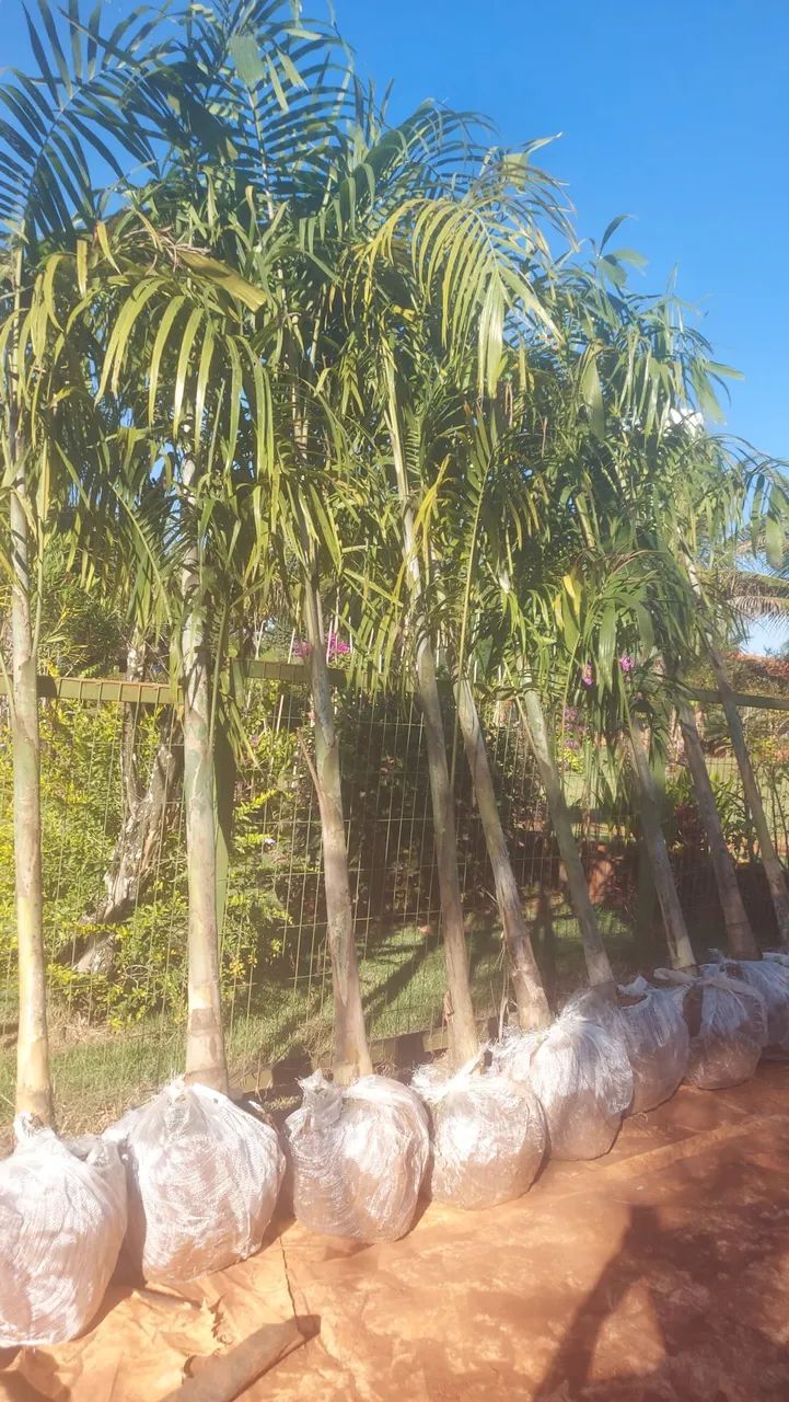 Palmeira  carpentaria e jabuticaba  produzindo  - Foto 5