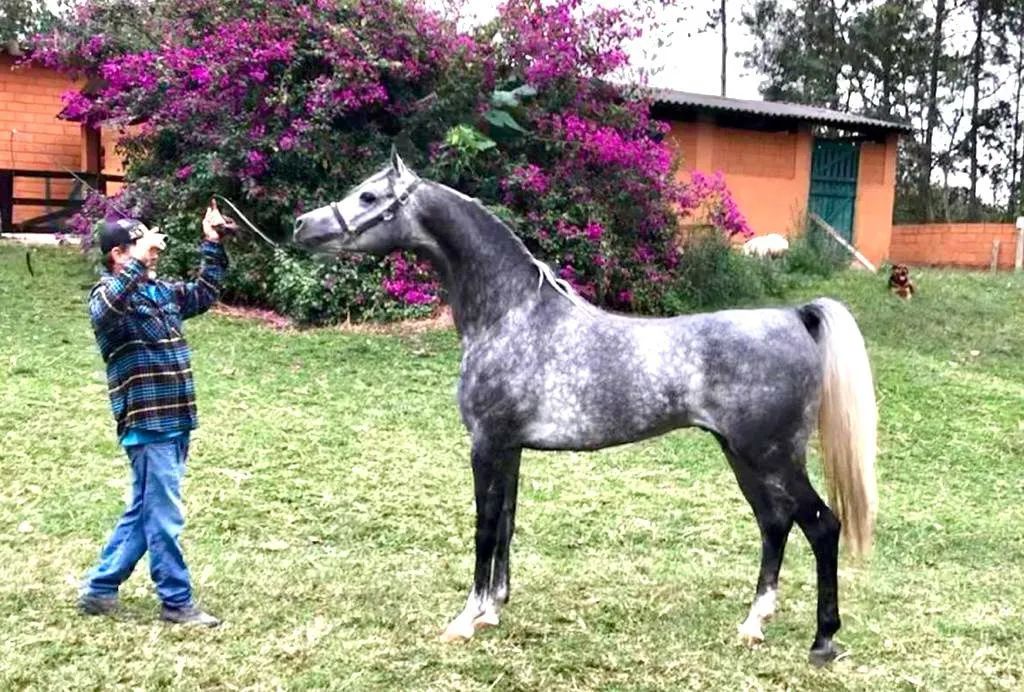 Inseminação Artificial Cavalo Árabe PURO SANGUE  - Foto 2