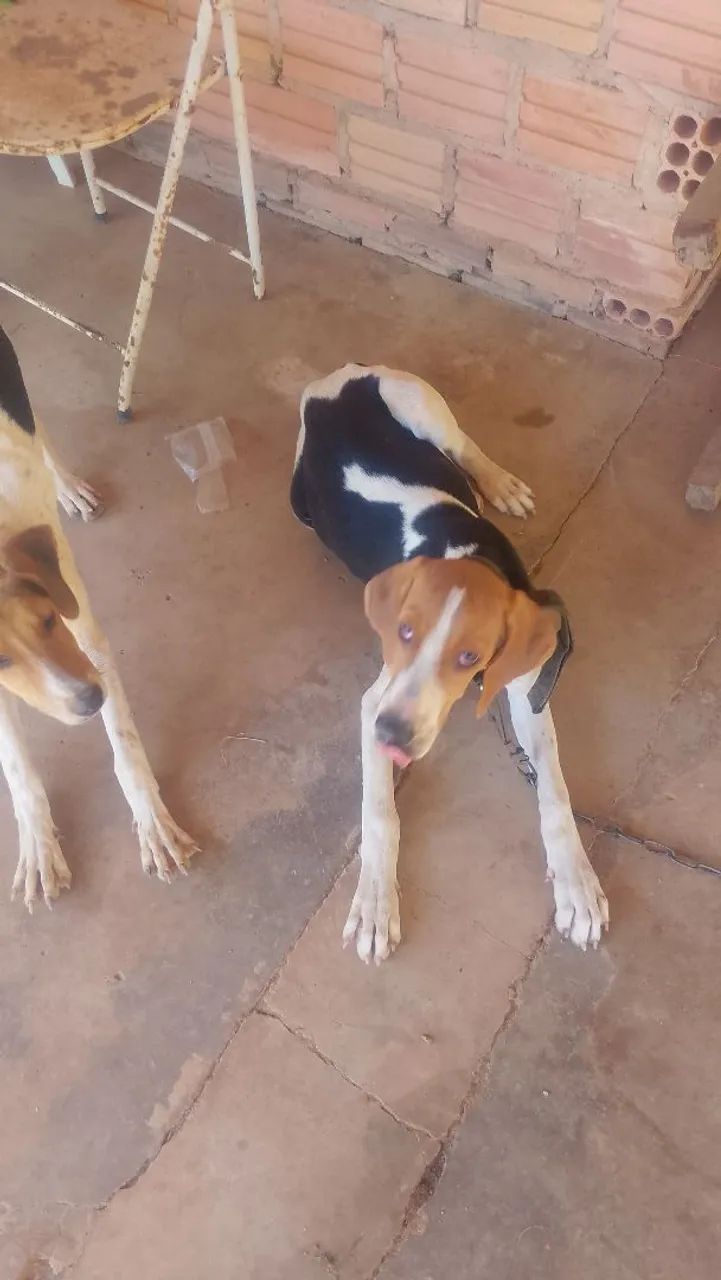 Cães Adoráveis para venda  - Foto 2