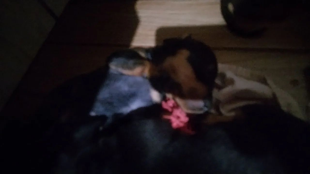 Tenho 5 meninas preta e um menino marron e um preto - Foto 3