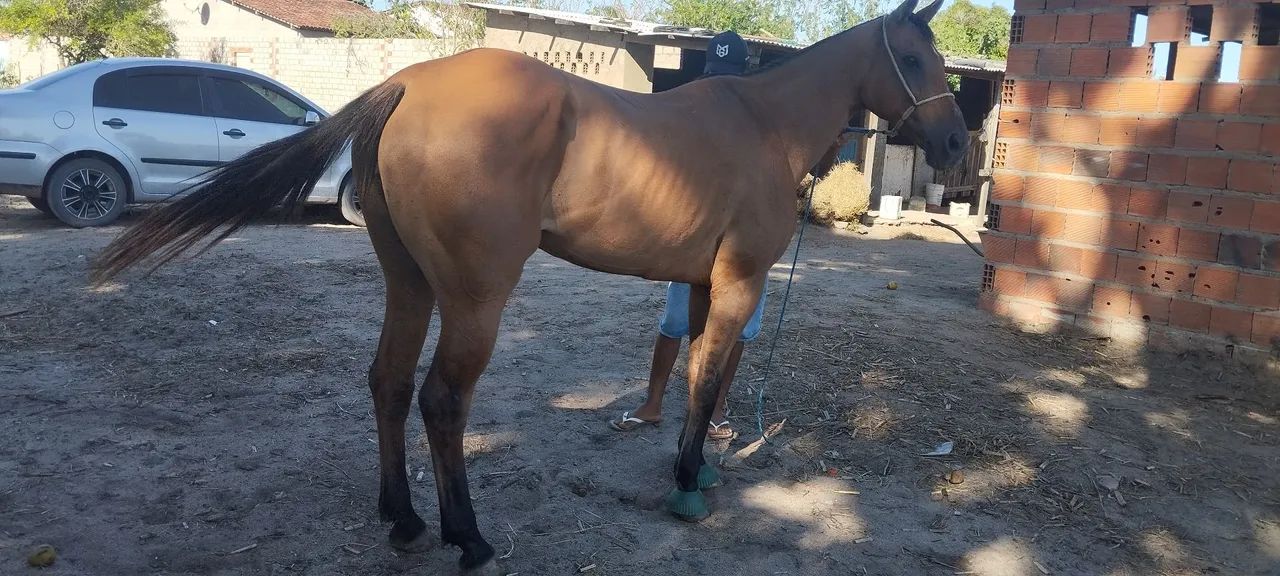 VENDE OU TROCA-SE EGUA QUARTO DE MILHA! - Foto 6