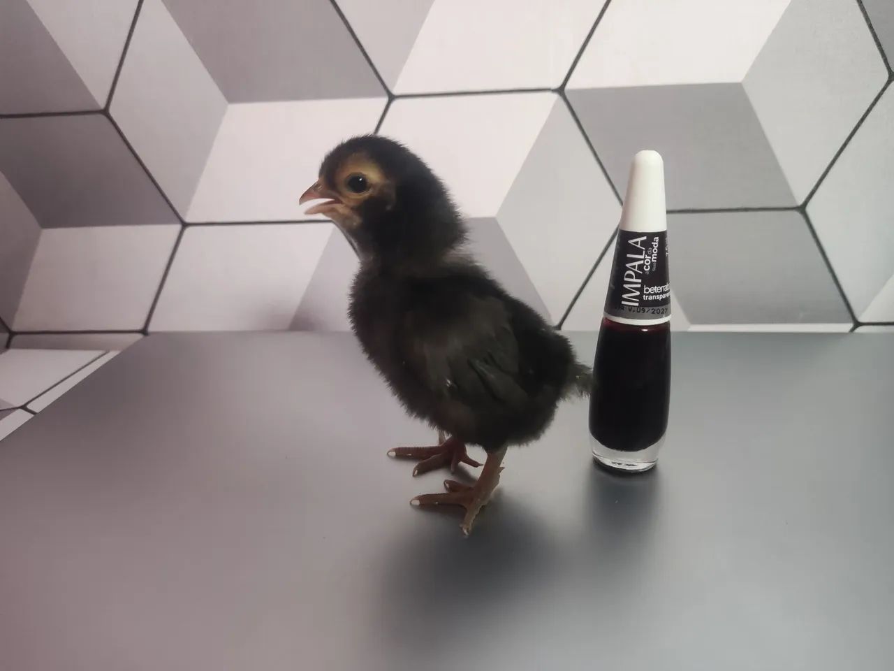 Galos e Galinhas Ornamentais - Criatório G.C - Foto 5