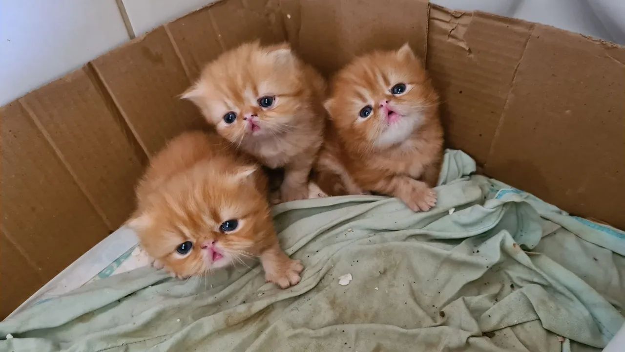 Gatinhos Persas - disponíveis para reserva 