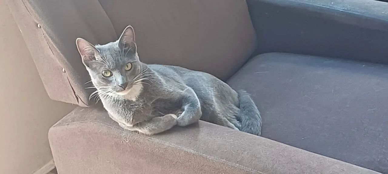 Gato cinza lindo para adoção - Foto 5