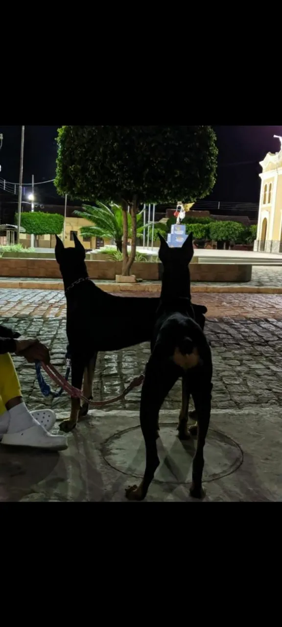 Dobermans disponíveis