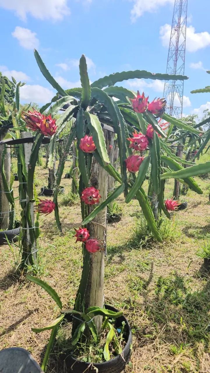 Mudas de Pitaya - Mais de 100 variedades ! - Foto 2