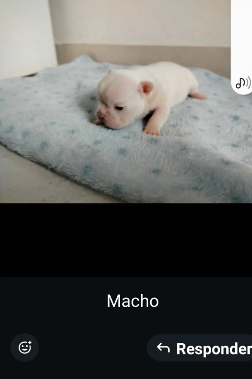 Filhote de Bulldog Francês Macho e femeas com pedigree