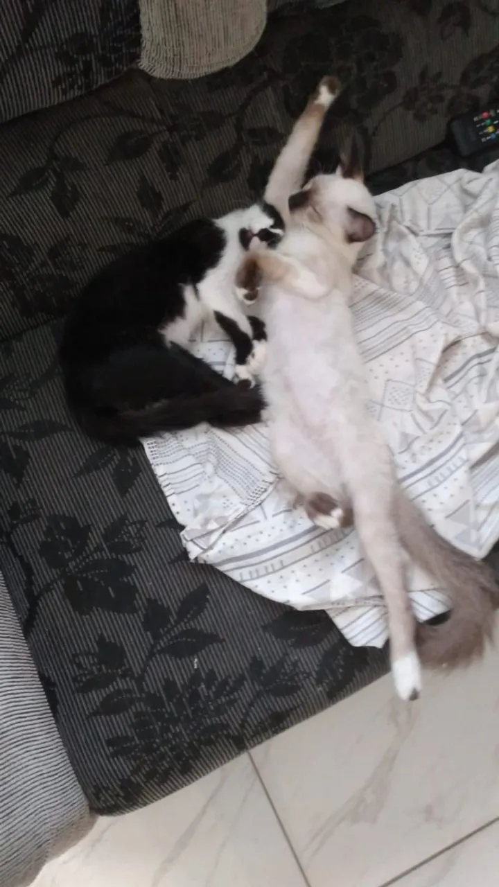 Doa-se 2 lindos gatinhos