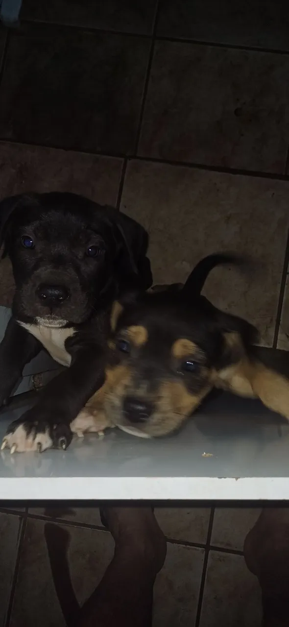 3 Filhotes Pitbull venda 