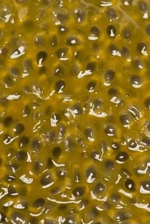 POLPAS DE MARACUJÁ PURA COM SEMENTE  - Foto 2