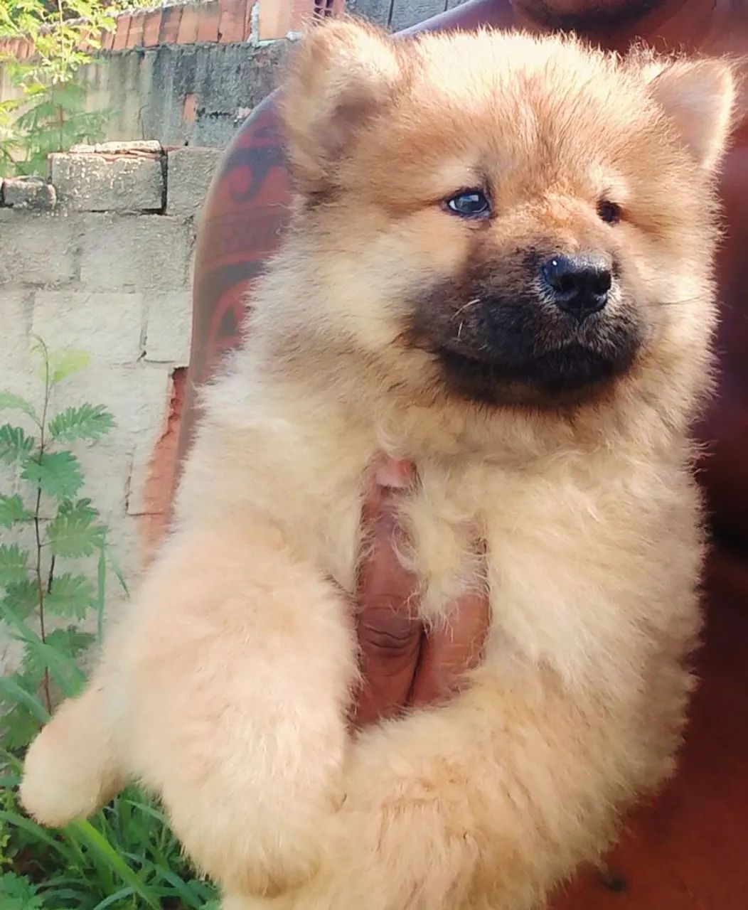ChowChow (filhotes puros)