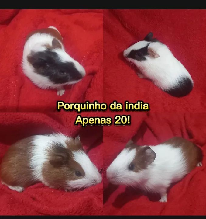Porquinho da Índia - R$ 20