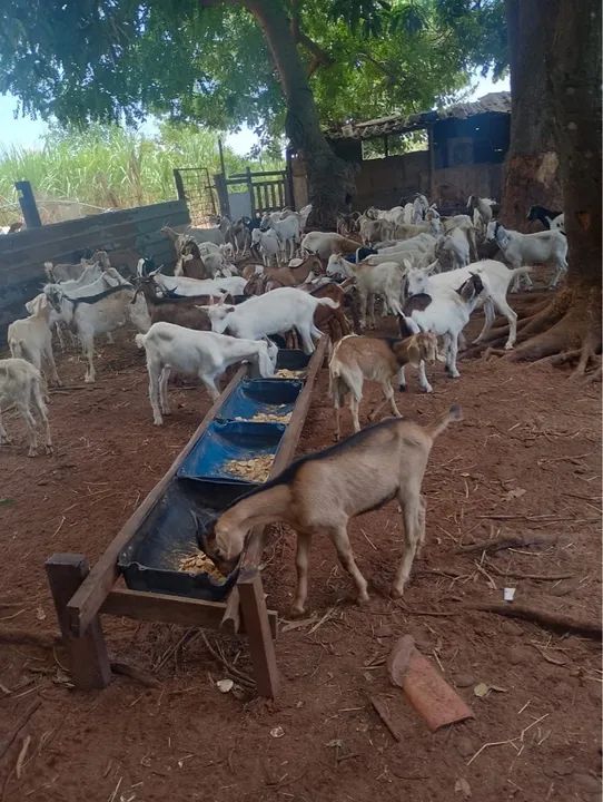 Vendo bodes machos e femias apartir de R$500,00