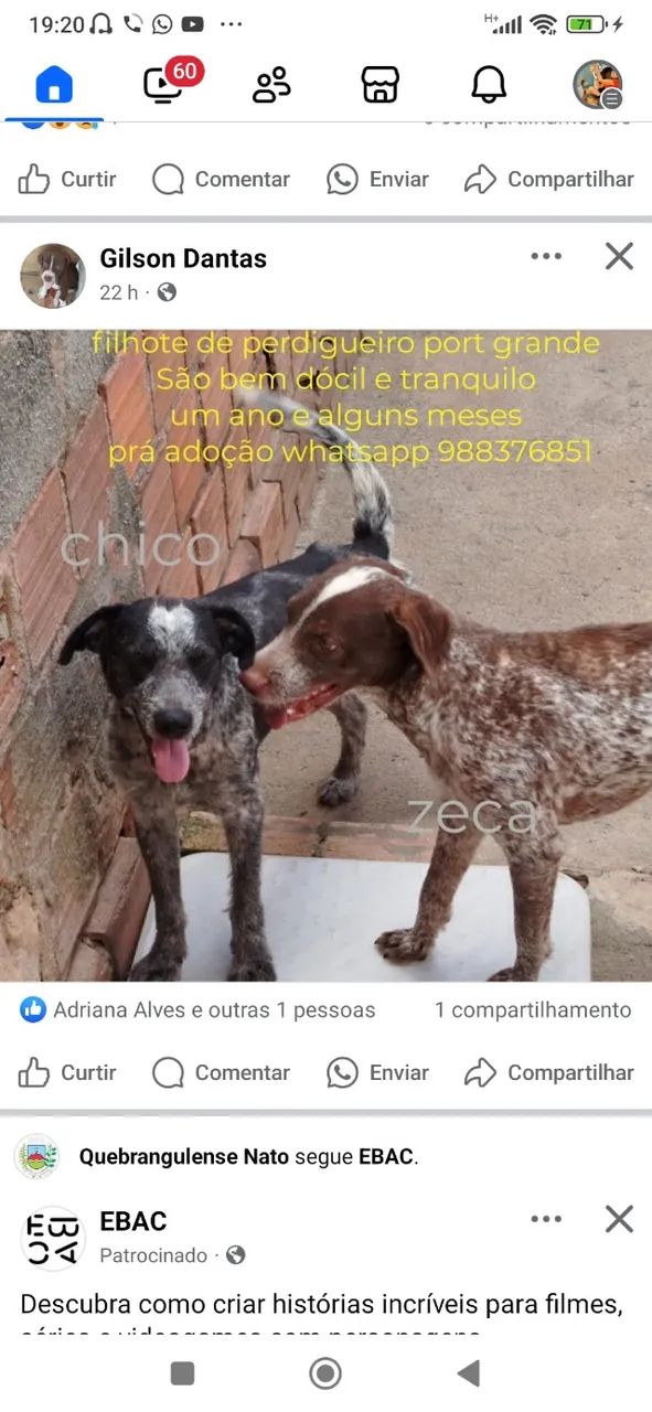 Duas cadelinha pra adoção 