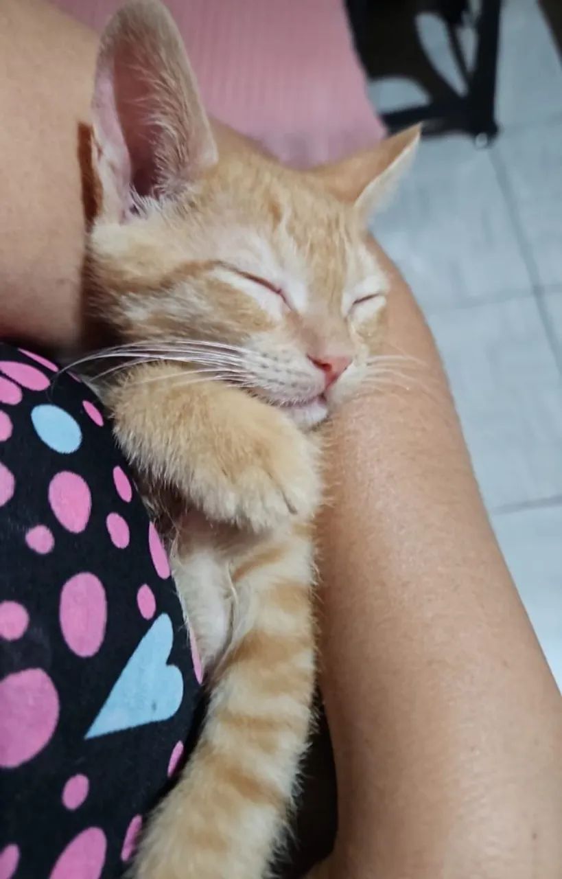 Gatinho Laranja para Adoção - Foto 2