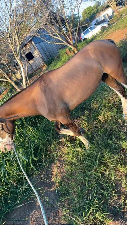 Cavalo criolo sem doc aceito proposta avista por ele ?