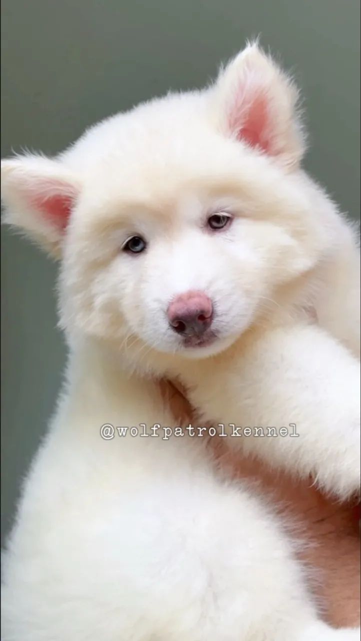 Husky Siberiano Wooly - Fêmea com Pedigree - Oferta Imperdível  - Foto 6